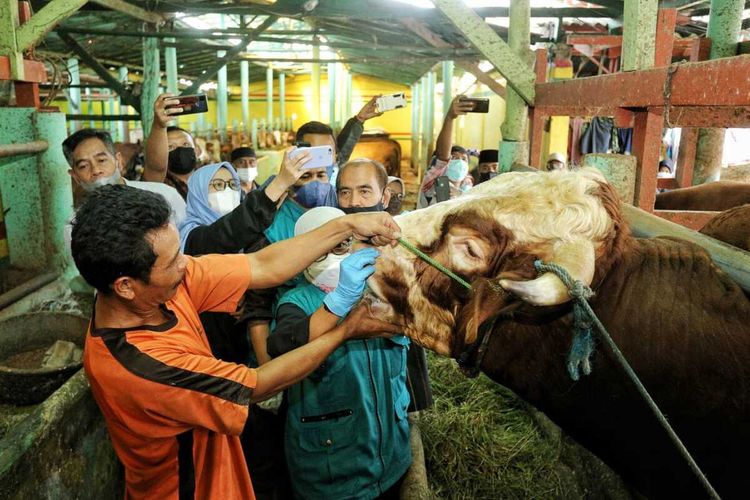 Sebanyak 127 ekor sapi di empat Kecamatan Kabupaten Bandung terkonfirmasi terjangkit PMK