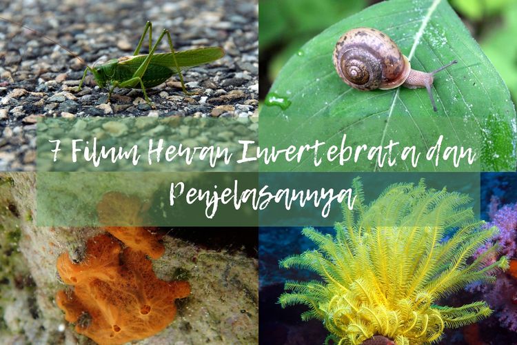 Tujuh filum hewan invertebrata, antara lain porifera, echinodermata, arthropoda, dan mollusca.