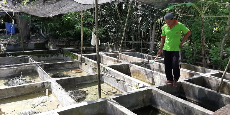 Update, 7 Panduan Budidaya Lobster Air Tawar, dari Memilih Wadah hingga Panen