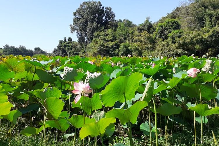 Hamparan bunga teratai di Danau Teratai atau Rana Tonjong, Manggarai Timur.