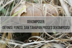 Dekomposer: Definisi, Fungsi, dan Tahapan Proses Dekomposisi