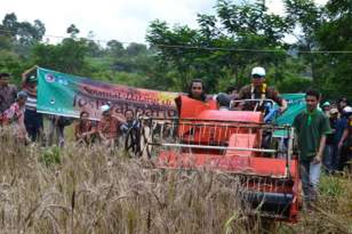  Panen gandum di Kebun Percobaan Fakultas Pertanian dan Bisnis Universitas Kristen Satya Wacana (UKSW), di Dusun Salaran, Desa Wates, Kecamatan Getasan, Kabupaten Semarang, Kamis (8/9/2016) siang.