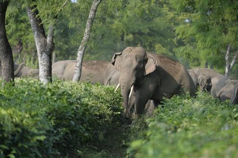 Gajah Yatim Piatu Punya Kehidupan Sosial Lebih Keras, Ini Dampaknya