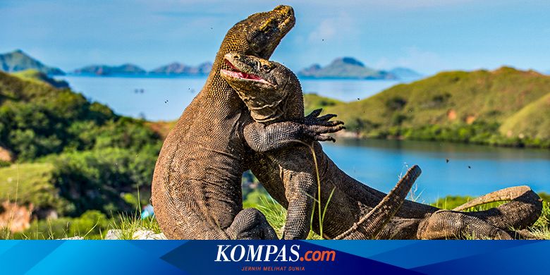 Cerita Orang Pulau Komodo Yang Percaya Satu Leluhur Dengan Komodo