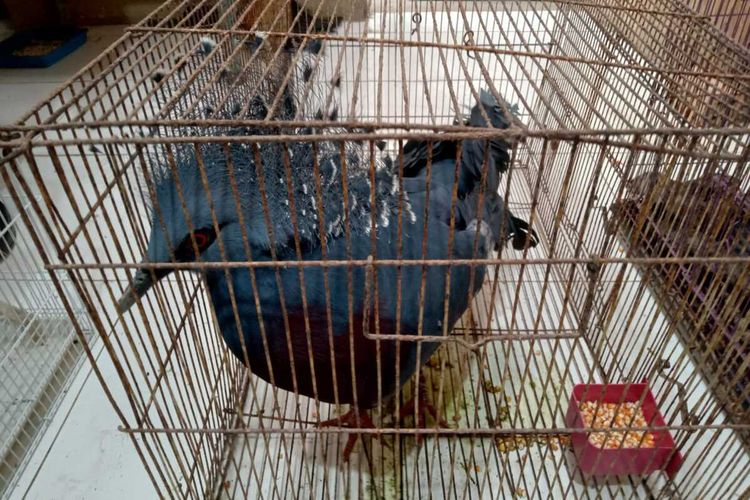 Burung Mambruk asal Papua yang hendak diselundupkan ke Thailan berhasil digagalkan ketika melintas di Palembang.