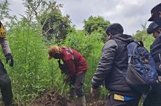 Petugas Temukan Lahan Ganja yang Baru Disiram dan Dipupuk di Lereng Semeru