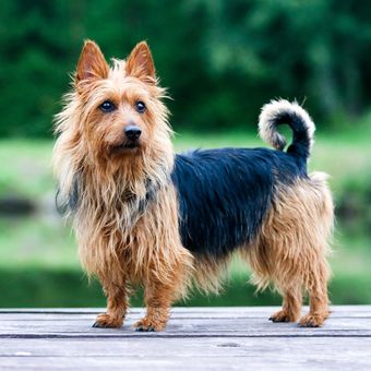 Ilustrasi ras anjing Australian Terrier.