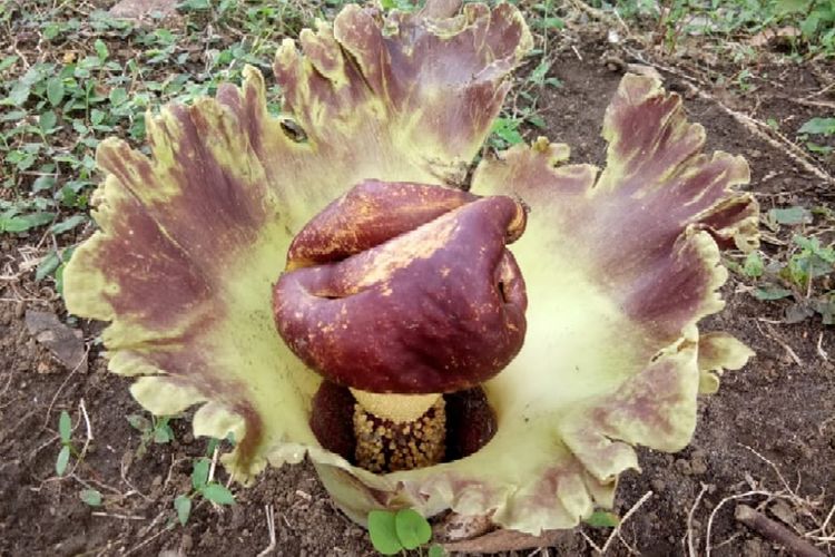 Bunga rafflesia yang tumbuh di sekitar kawasan wisata Air Terjun Kemenuh yang terletak di Desa Kemenuh, Kecamatan Sukawati, Kabupaten Gianyar, Bali. Foto diambil pada Sabtu (10/11/2018).