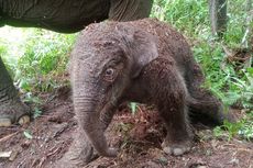 Gajah Lisa Lahirkan Seekor Anak di Taman Nasional Tesso Nilo Riau