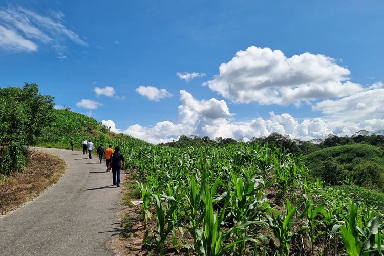 Hamparan tanaman jagung di Desa Rompo, Kecamatan Lore Tengah, Kabupaten Poso, Minggu (2/6/2024).