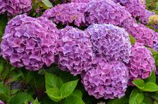 5 Kesalahan Merawat Tanaman Hydrangea yang Sering Dilakukan