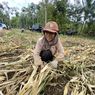 Satu Karung demi Sebuah Masa Depan, Perjuangan Saptuah, Ibu di Ladang Jagung Lampung
