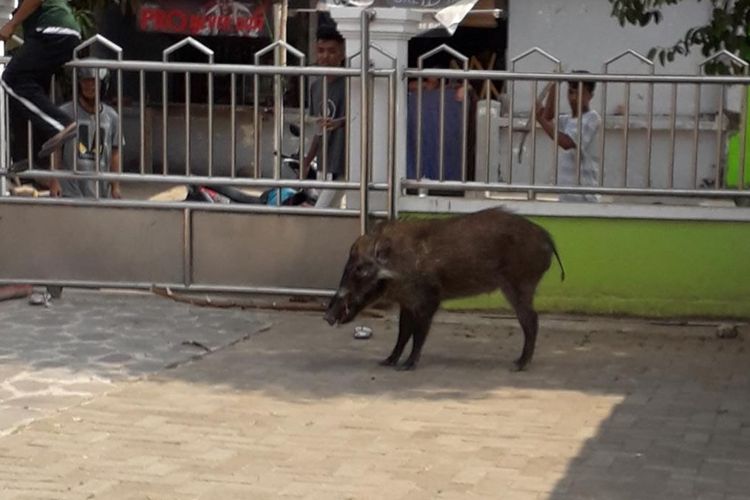 Seekor babi hutan masuk ke masjid di Kota Serang, Banten, Minggu (22/9/2019). Saru warga terluka setelah diseruduk.