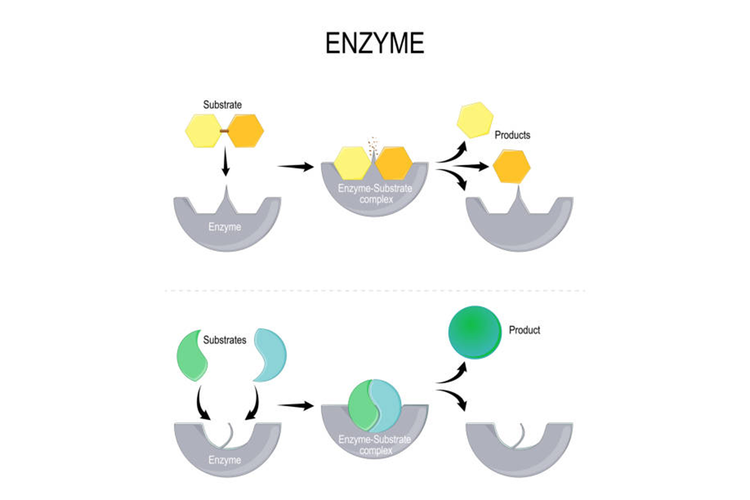 Apa Itu Enzim Reaksi Kimia