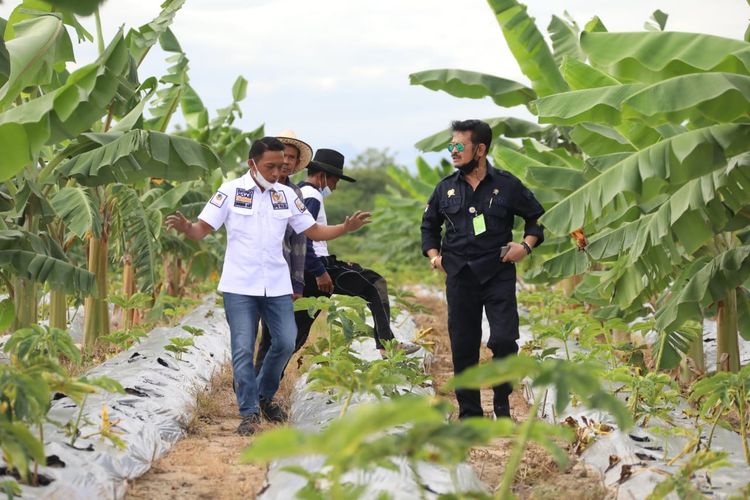 Mentan SYL Hal ini saat meninjau kebun porang milik Kelompok Tani 'Semangat Millenial' binaan petani milenial, Syaharuddin Alrif di Desa Talumae, Kecamatan Watan Sidenreng, Kabupaten Sidrap, Sabtu (5/06/2021).