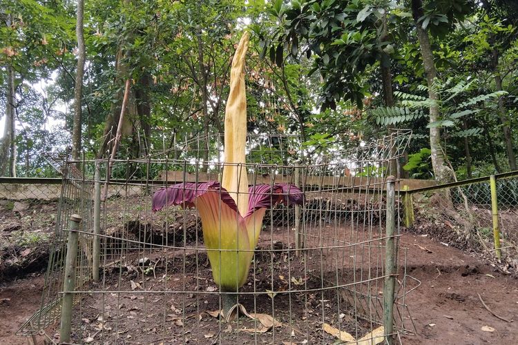 Bunga bangkai Amorphophallus Titanum yang berbunga 3 sampai 4 tahun sekali mekar di Tahura Ir. H. Juanda, Dago, Bandung, Jawa Barat, dengan tinggi 207 sentimeter dan diameter 80 sentimeter.