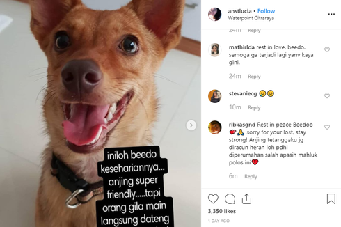 Penembak Anjing Beedo di Tangerang Sempat Todongkan Senjata ke Adik Ipar Pemilik