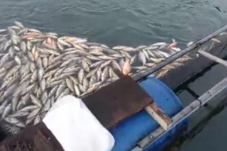 Ikan mas mati di dalam keramba di Waduk PLTA Koto Panjang di Kampar Riau
