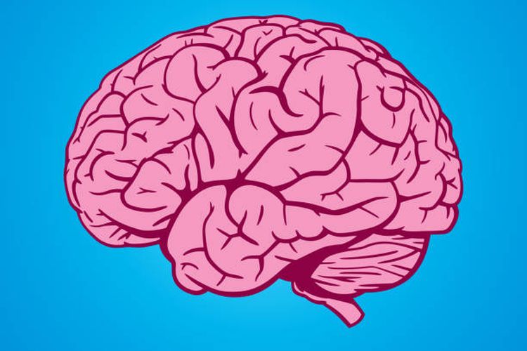 Ilustrasi otak manusia. Mati batang otak manandakan pasien tidak dapat mengatur sebagian besar fungsi otomatis tubuh, seperti pernapasan, detak jantung, dan tensi.