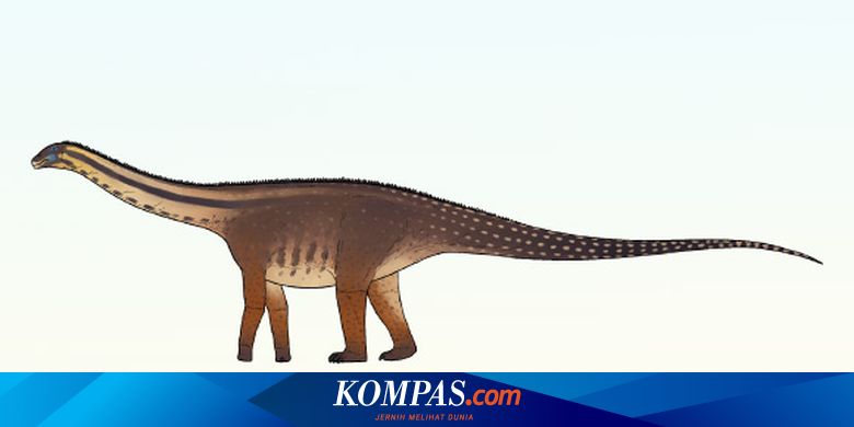 恐竜の化石の発見は、ユニークなタイプのユニークなタイプのサウロポダを明らかにしています