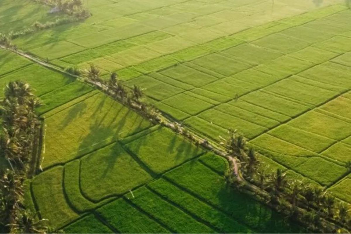 Suasana persawahan di Desa Bongan, Bali. 