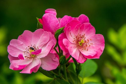 6 Penyakit Tanaman Bunga Mawar dan Cara Mengatasinya