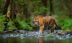 Hari Harimau Sedunia 2025: Hidup Berdampingan Itu Mungkin