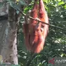 Orangutan Sumatera Bernama Pesek Melahirkan Anak Ke-7 di TN Gunung Leuser