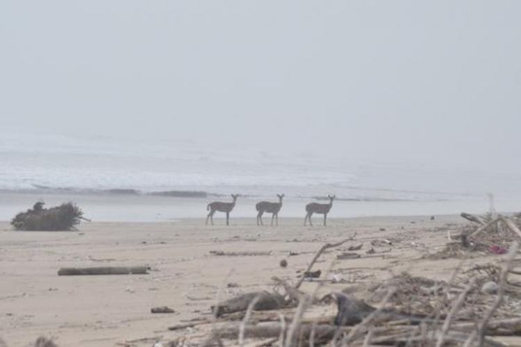 Kumpulan rusa di pinggir Pantai Triangulasi, Taman Nasional Alas Purwo, Banyuwangi, Jawa Timur.
