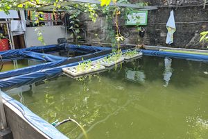 Ubah Sarang Narkoba Jadi Kolam Ikan, Warga Koja Jakut Raup Jutaan Rupiah Sekali Panen