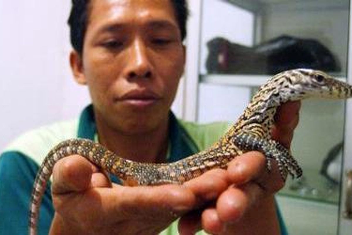 Petugas Kebun Binatang Surabaya (KBS) menunjukkan seekor anak komodo yang baru keluar dari cangkang telur sekitar enam jam di tempat karantina KBS. 