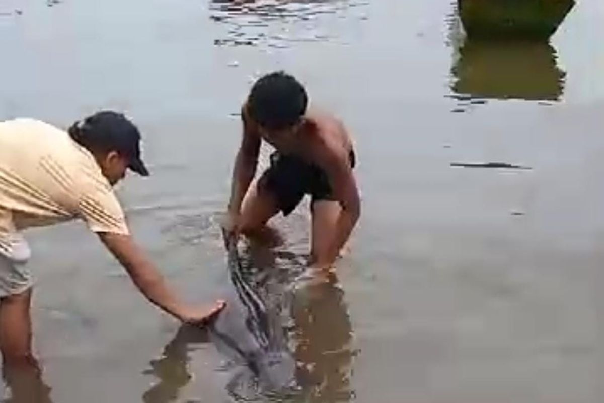Nelayan di pantai Pasir Panjang Kecamatan Lekok Pasuruan menyelamatkan dua ekor lumba-lumba yang terdampar dengan menggiring ke laut, Kamis (23/01/2025). 