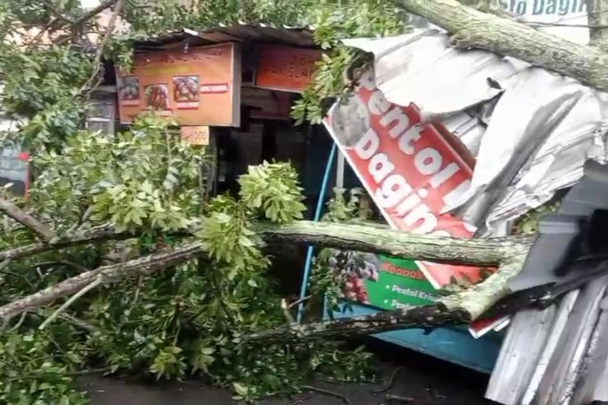 Stan PKL Alun-Alun Kota Batu tertimpa pohon tumbang, Kamis (30/1/2025). 