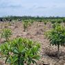 Masa Kritis Mangrove 4 Tahun, Perlu Dirawat Setelah Ditanam