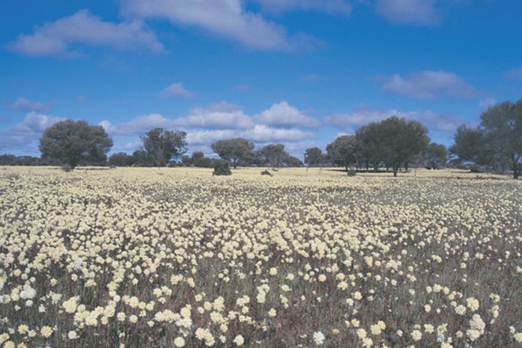Everlasting Trail, salah satu lokasi melihat bermekaran bunga liar di Australia Barat.