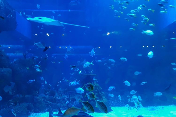 Harga tiket masuk Jakarta Aquarium & Safari terbaru 2023.