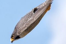 Peregrine Falcon, Burung Tercepat di Dunia