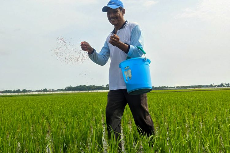 Petani Pati Mengeluh Harga Pupuk Semakin Mahal: Dolar Naik Juga Dirasakan Orang Desa