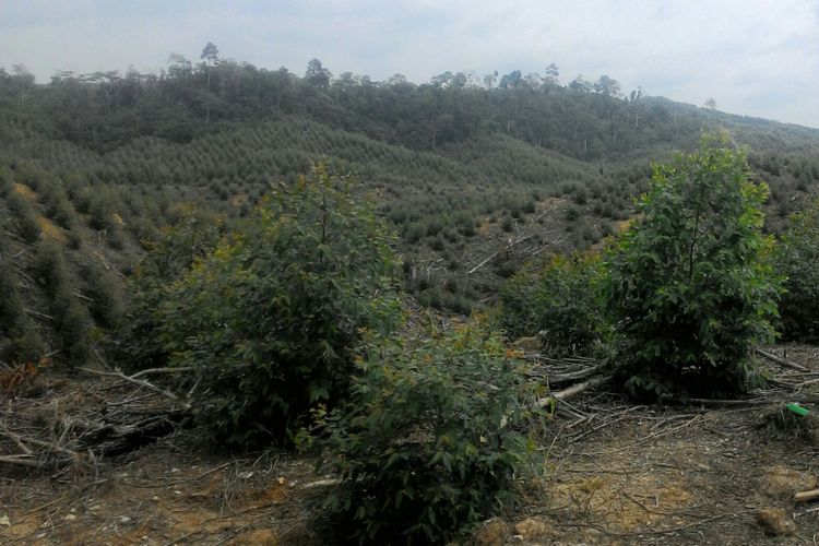 Lahan gundul di konsesi ITCIcKartika Utama di Kabupaten PPU, Kaltim, sudah ditanami dan tumbuh pohon. Beberapa lahan kosong lain akan dikembangkan jadi agroforestri.