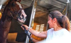 Karantina Pertanian Pastikan Kesehatan 17 Kuda Asian Games Asal Belgia