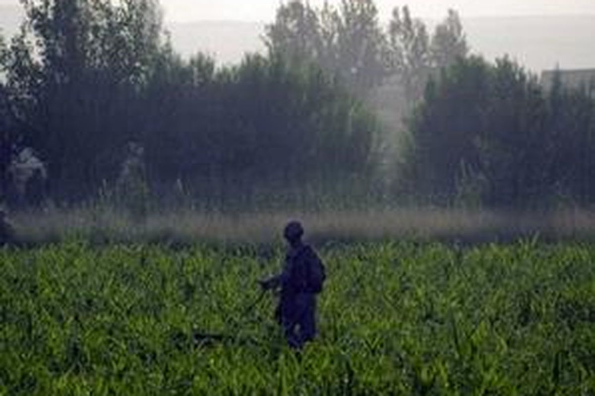A US Marine patrols the fields as US Marines help the Afghan National Army search compounds for insurgents in Gharmsir district in Helmand Province, last year. The White House denounced a massive leak of secret military files Sunday that allegedly describe how Pakistans spy service aids the Afghan insurgency, but said the information was no surprise. 