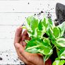 Simak Tips Menanam dan Merawat Pothos di dalam Rumah