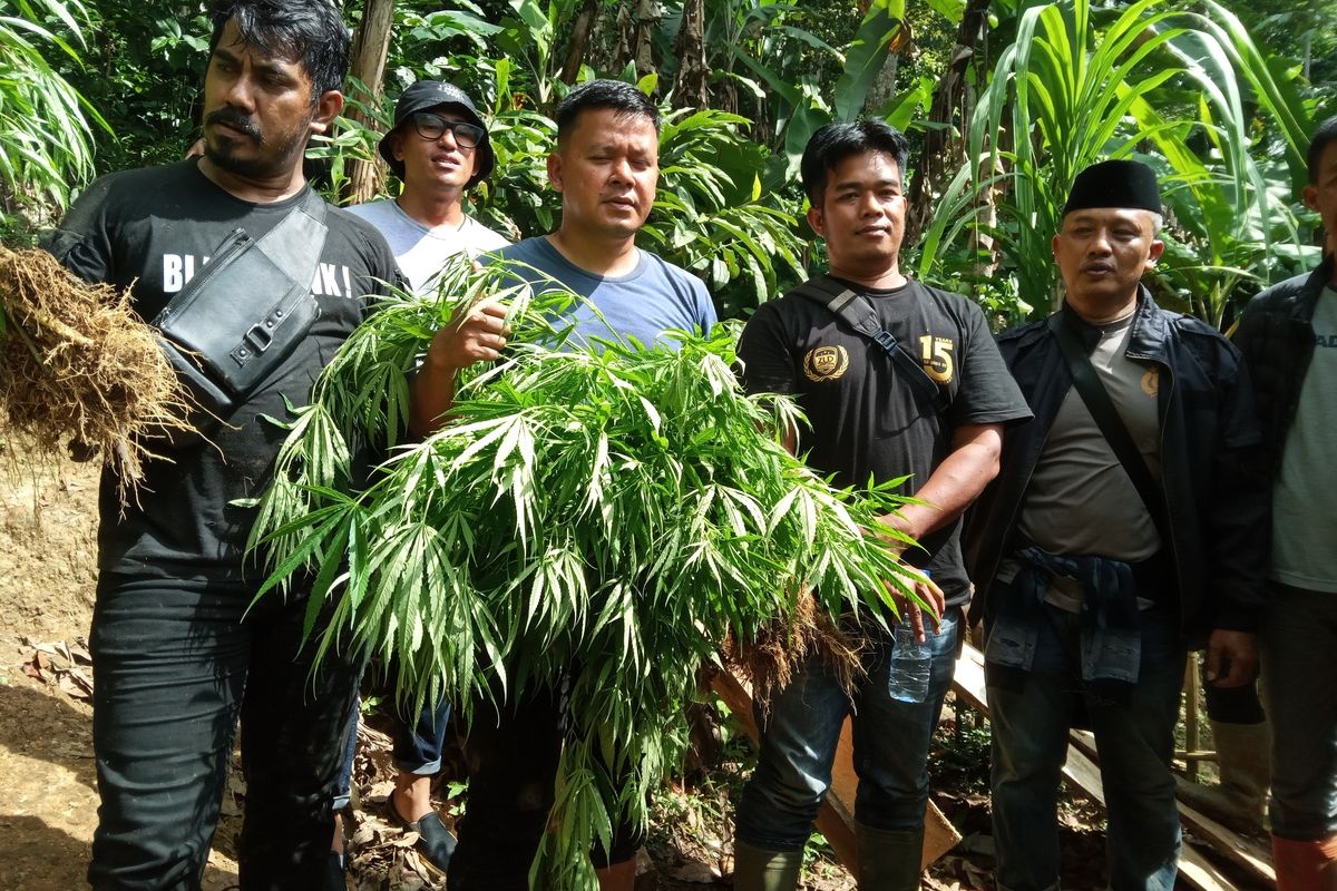 Sejumlah anggota polisi di Cianjur, Jawa Barat, memerlihatkan ratusan batang ganja yang bsrhasil diamankan di sebuah ladang, Selasa (28/6/2022)