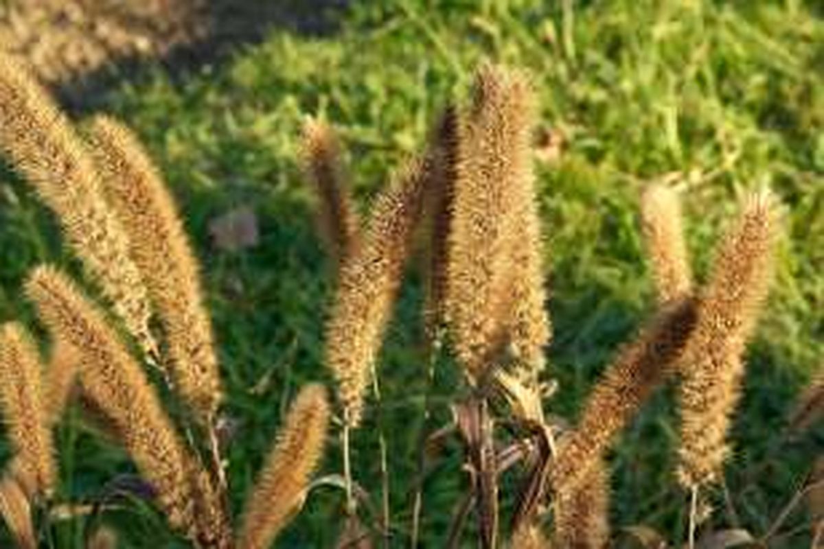 Jewawut (Setaria italica)