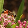 Populasi Serangga Menurun, Entomologis IPB: Ini Dampaknya bagi Manusia