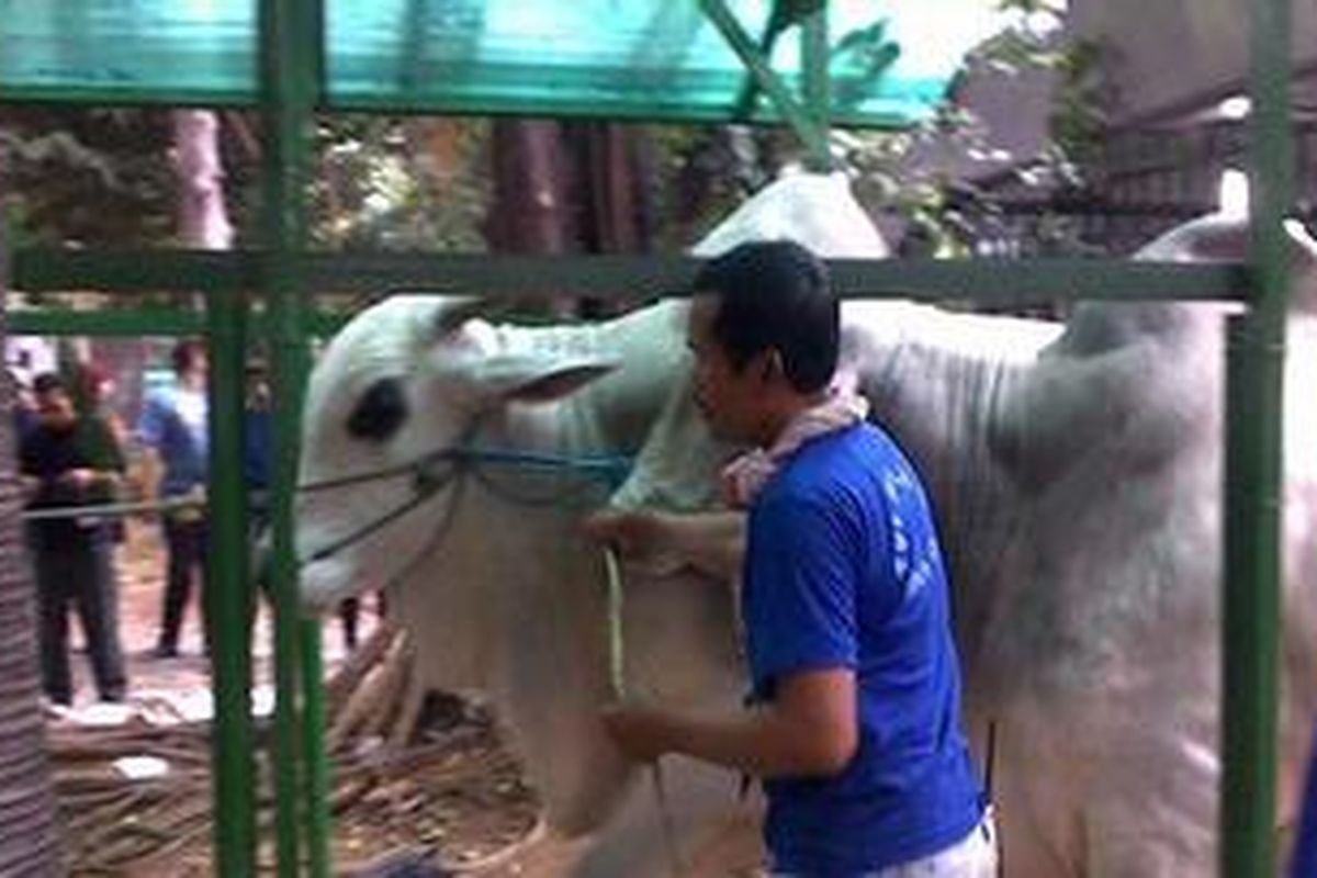 Proses pemotongan hewan kurban di rumah pemotongan hewan di Kompleks Masjid Istiqlal, Minggu (6/11/2011) sore.