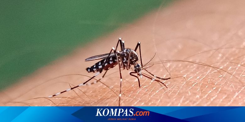 Kasus DBD Meningkat Tiga Kali Lipat di Tahun 2024