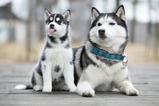 Amankah Memelihara Anjing Siberian Husky di Rumah dengan Anak-anak?