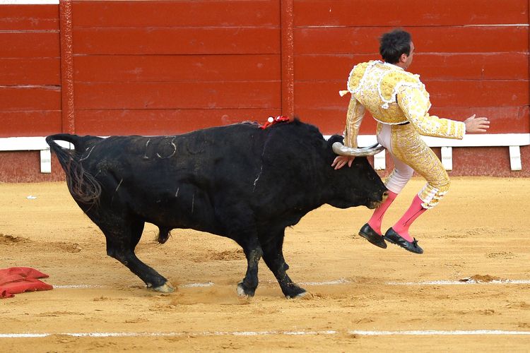 Matador Spanyol Enrique Ponce bokongnya diseruduk oleh banteng, dalam pertunjukan di El Puerto de Santa Maria, Kamis (6/8/2020). Banteng tersebut akhirnya mati setelah pedang menancap di punggungnya.