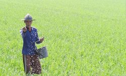 Kementan Alokasikan 15.320 Ton Pupuk Subsidi untuk Bulukumba